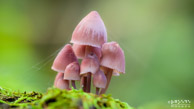Paddestoelen @ Midwolderbos | 150 mm | 0,4 sec. bij f / 4,5 | ISO 100 | Rick Goede